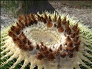Golden Barrel Cactus {echinocactus grusoni}